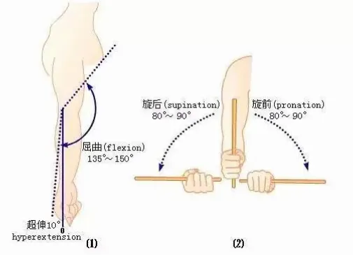 为什么肘部弯曲90度旋转前臂能稳定躯干？